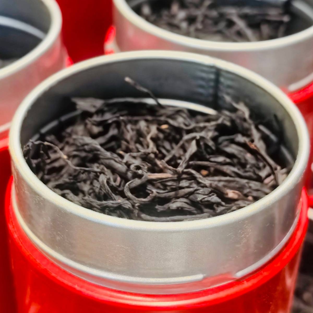 狮头岩老丛九曲红梅